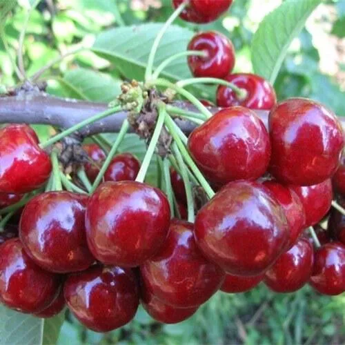 Вишня ДЕСЕРТНАЯ МОРОЗОВОЙ в Красноярске