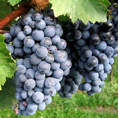 Купить винный сорт винограда - Саженцы технического сорта винограда вКрасноярске, доставка по России
