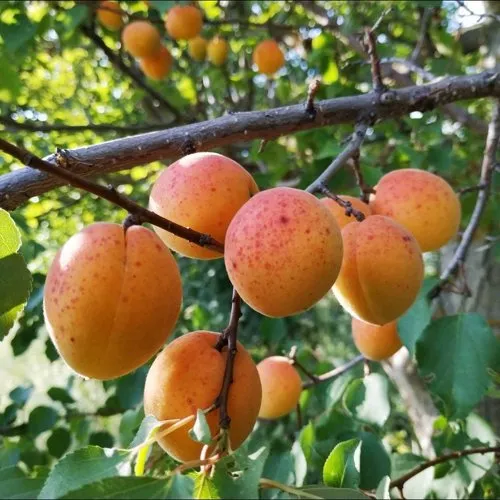 Абрикос ЖЕРДЕЛА в Красноярске